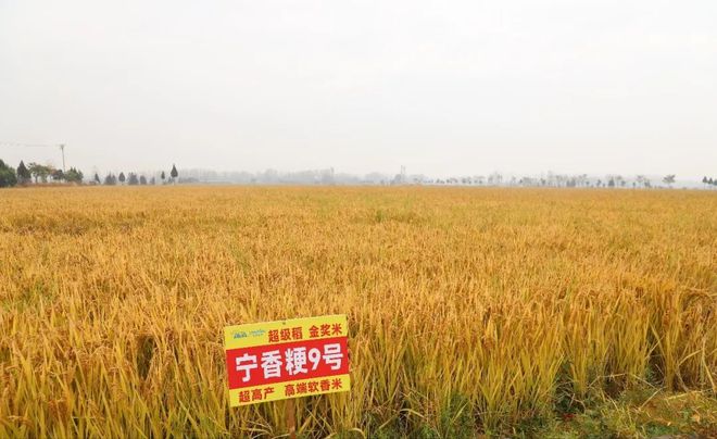 下载 (2).jpg
