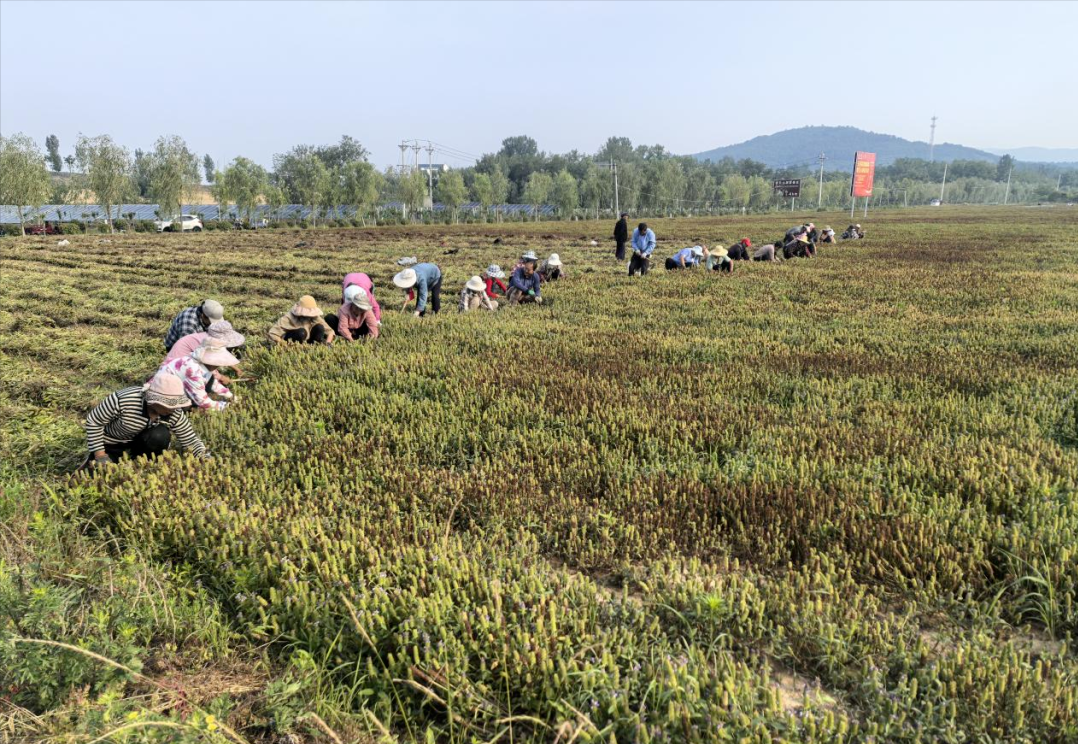 确山县瓦岗：万亩夏枯草丰收