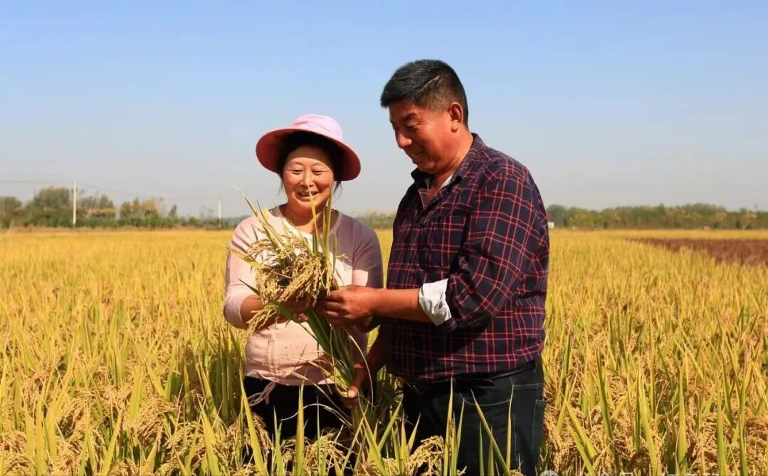 驻马店确山：留庄大米香飘海内外