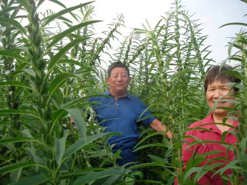 毕生打造白芝麻“芯片”的人——记“中国白芝麻之父”郭国栋